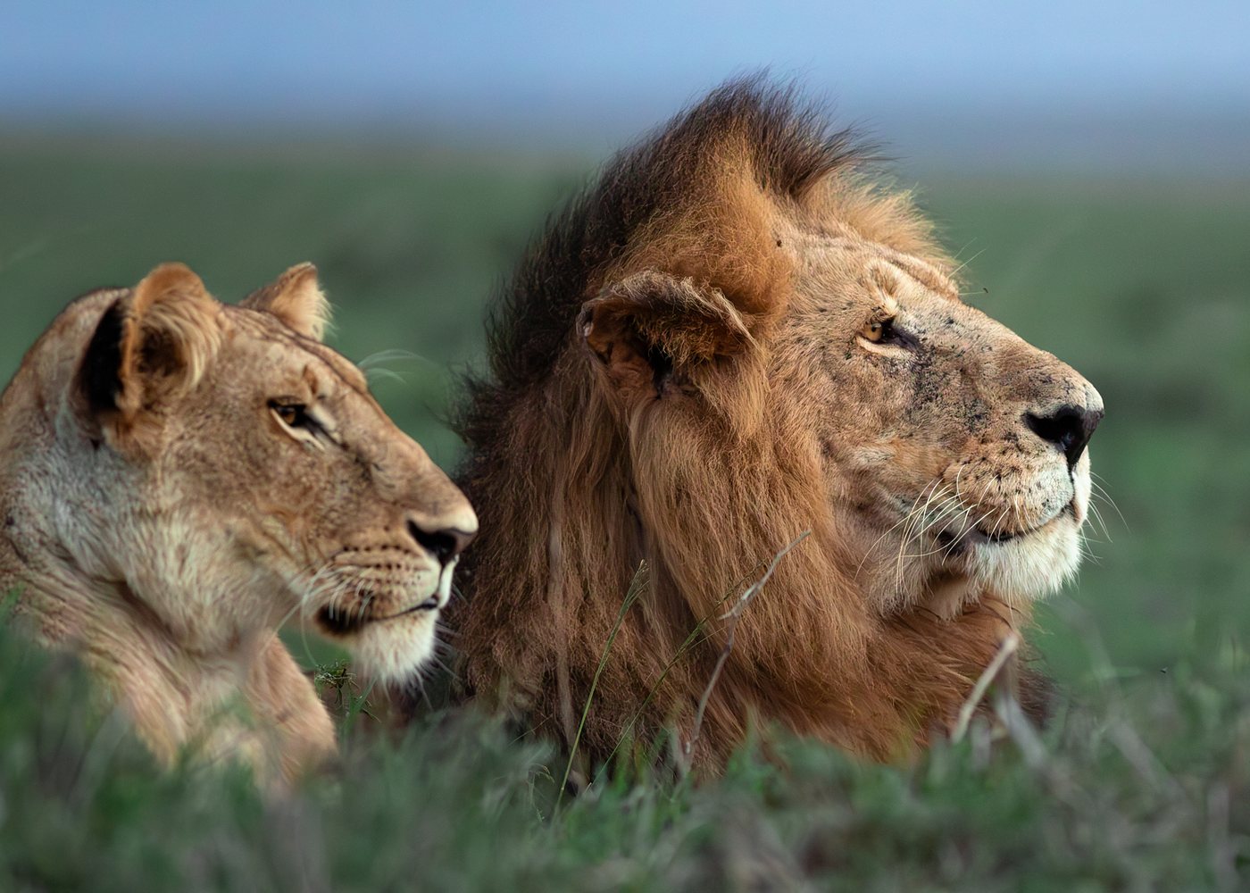 Lion and lioness resting in long grass on safari