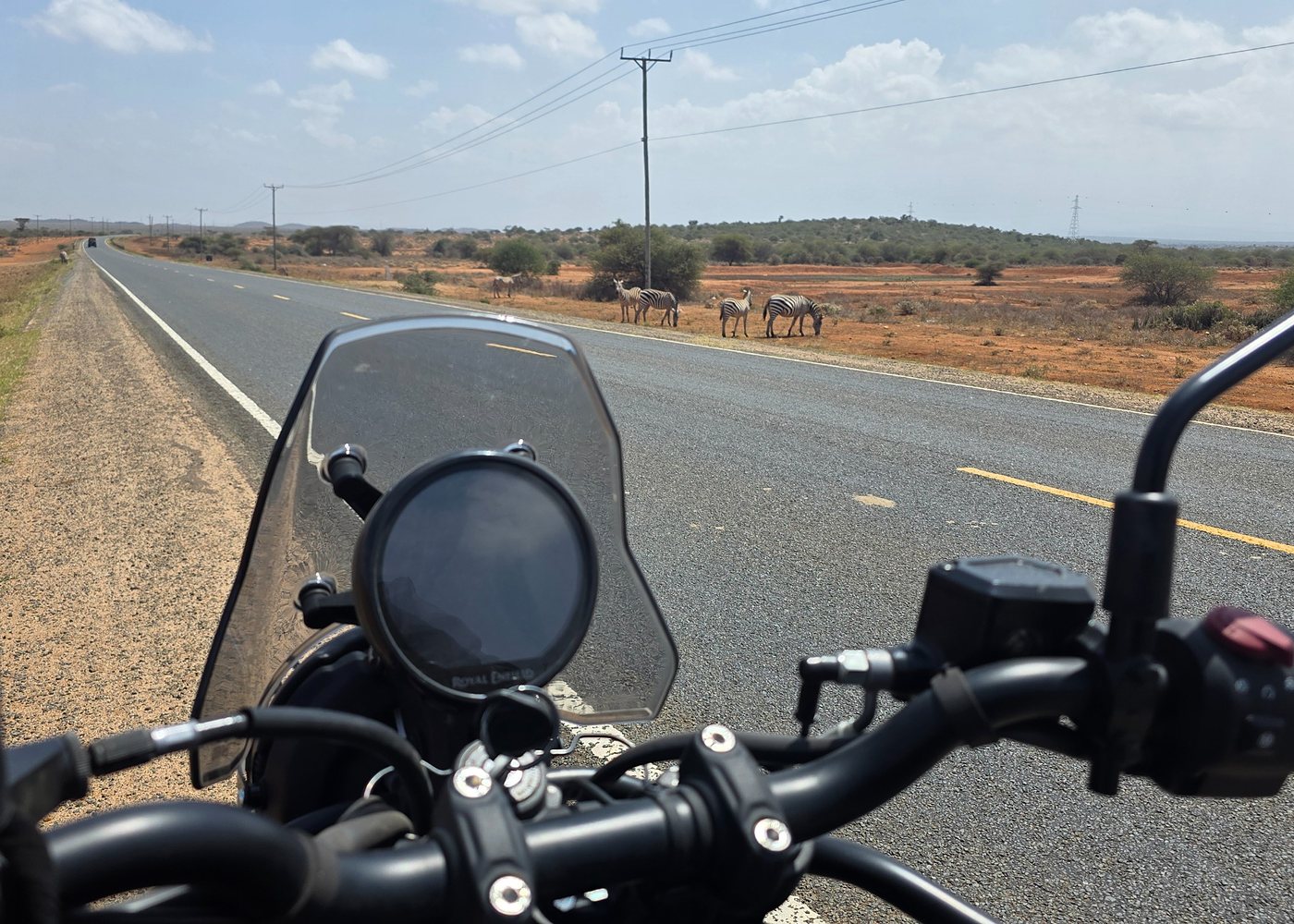 Zebra grazing beside the road, seen from the motorcycle handlebars