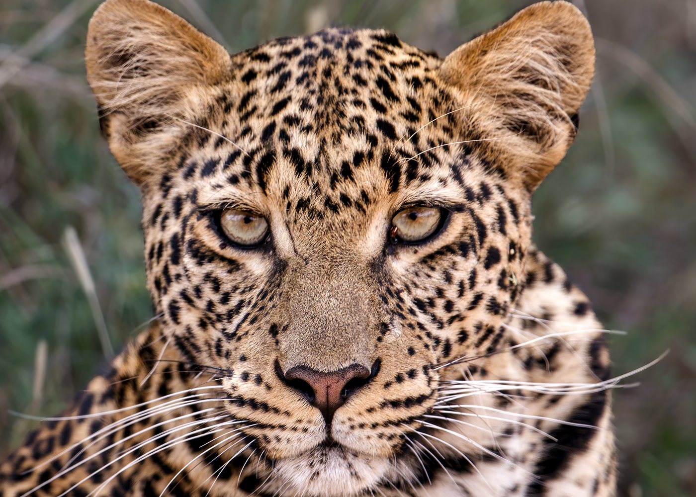 Leopard portrait on safari