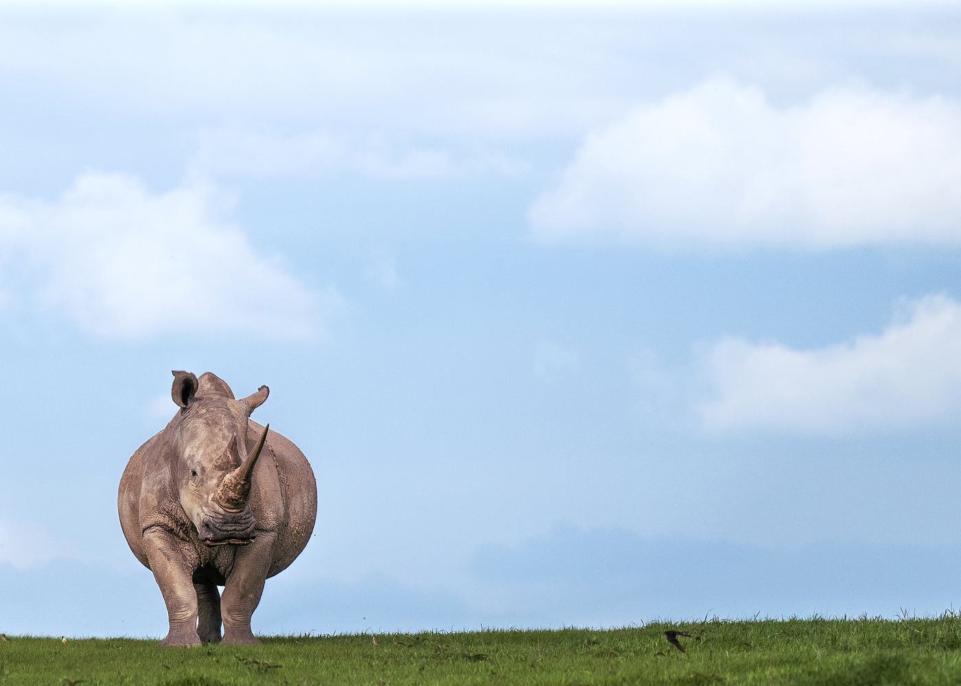 White rhino on open grassland