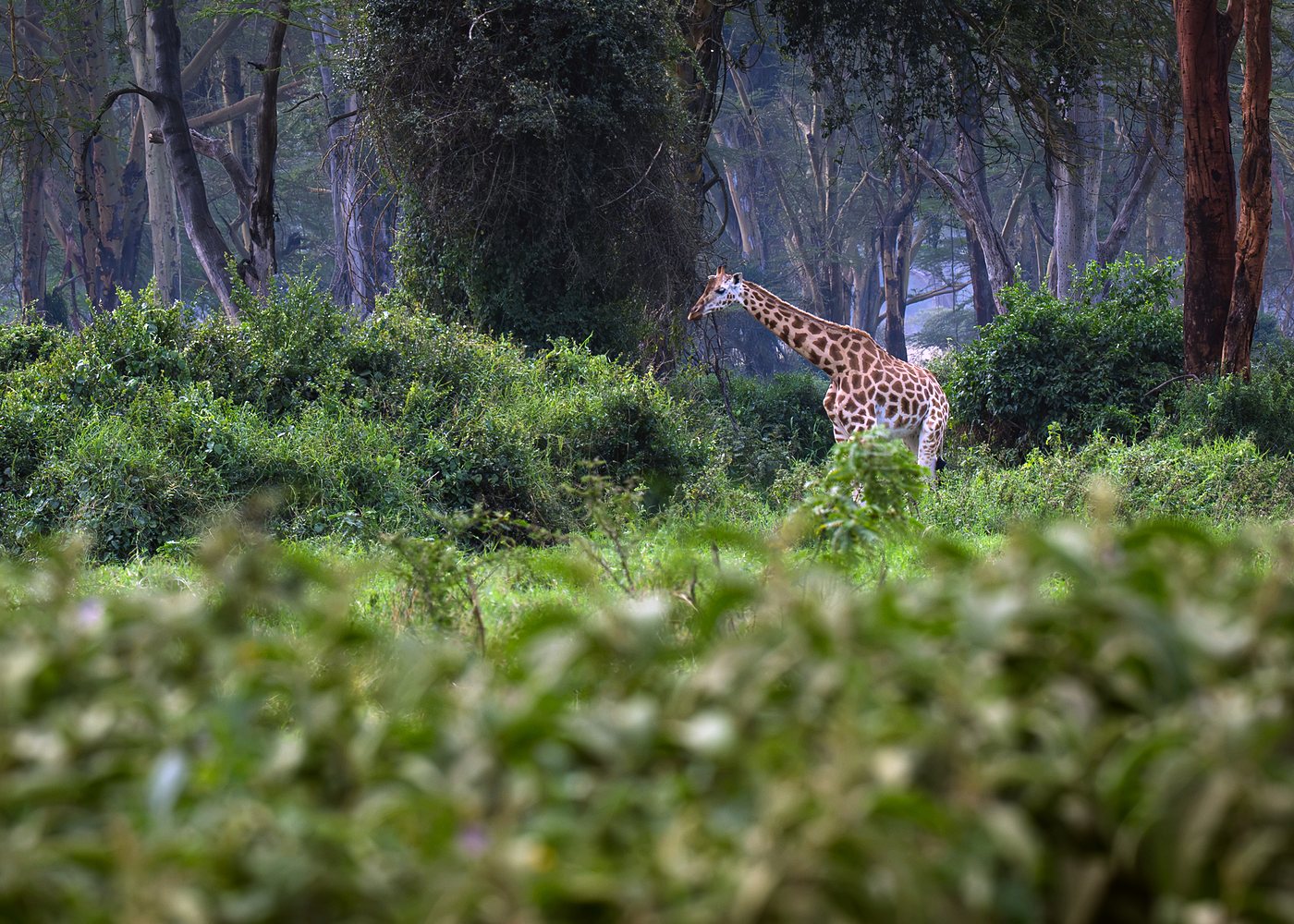 Giraffe browsing in a yellow fever acacia forest